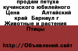 продам петуха кучинского юбилейного › Цена ­ 1 000 - Алтайский край, Барнаул г. Животные и растения » Птицы   